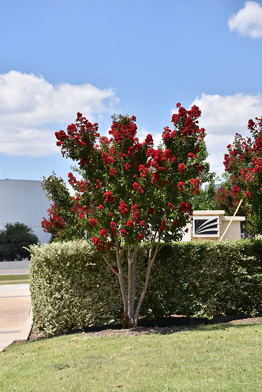 CRAPEMYRTLE, DYNAMITE 5 GALLON