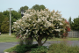 CRAPEMYRTLE, ACOMA 5 GALLON