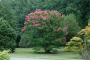 CRAPEMYRTLE, HOPI 5 GALLON