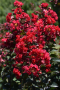 CRAPEMYRTLE, PRINCESS ZOEY 3 GALLON