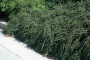 COTONEASTER, TOM THUMB 3 GALLON