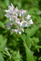 DEUTZIA, YUKI SNOWFLAKE 2 GALLON