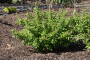 RED GNOME DOGWOOD 2 GALLON