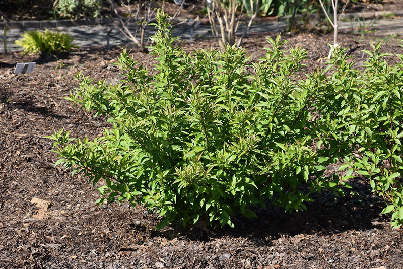 RED GNOME DOGWOOD 3 GALLON