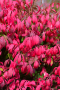 EUONYMUS, LITTLE MOSES BURNING BUSH 2 GALLON