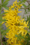 GOLD TIDE FORSYTHIA 5 GALLON