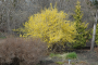 NORTHERN GOLD FORSYTHIA 5 GALLON
