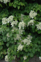CLIMBING HYDRANGEA 2 GALLON