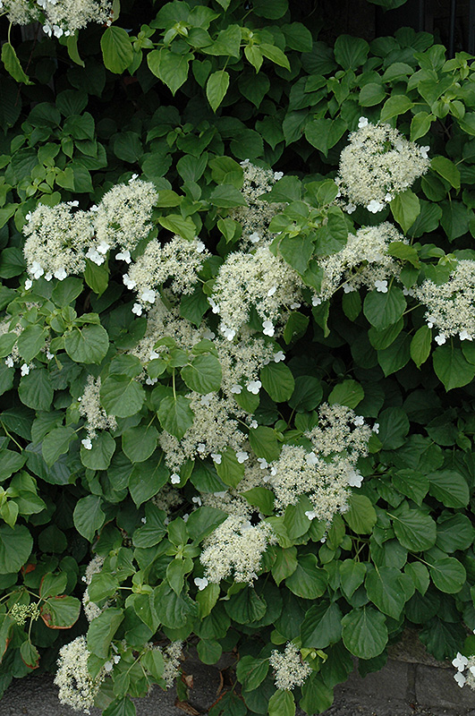 CLIMBING HYDRANGEA 5 GALLON