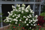 FIRE LIGHT HYDRANGEA 2 GALLON PROVEN WINNER