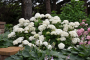 ANNABELLE HYDRANGEA 2 GALLON
