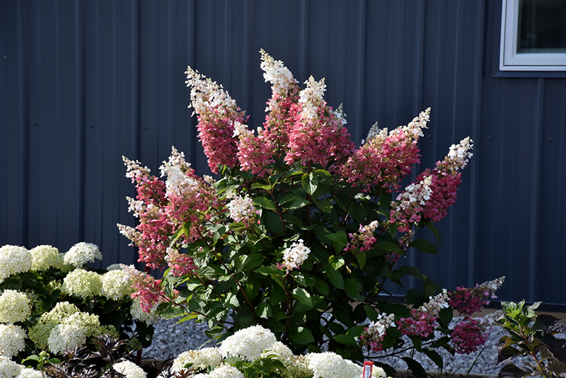 PINKY WINKY HYDRANGEA 7 GALLON PROVEN WINNER