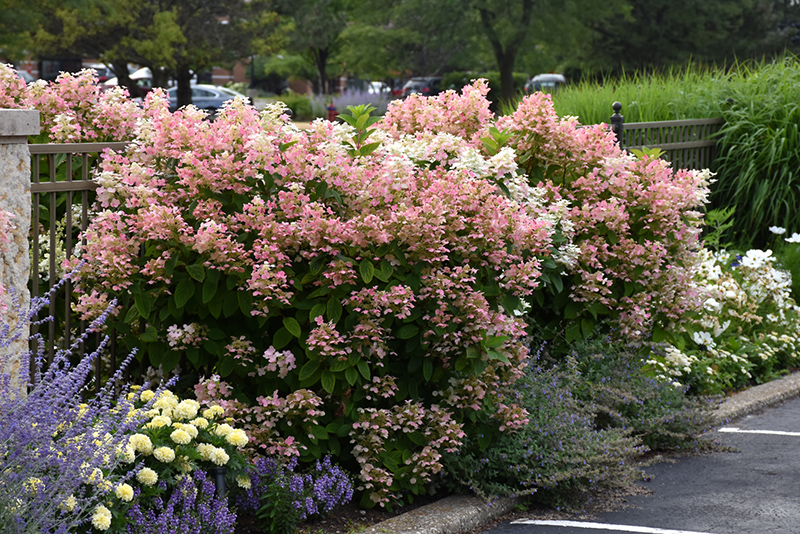 QUICK FIRE HYDRANGEA 3 GALLON