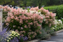 QUICK FIRE HYDRANGEA 5 GALLON