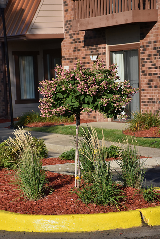 QUICK FIRE HYDRANGEA 7 GALLON TREE