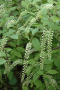 ITEA, HENRYS GARNET 3 GALLON
