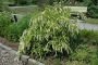ITEA, LITTLE HENRY 3 GALLON