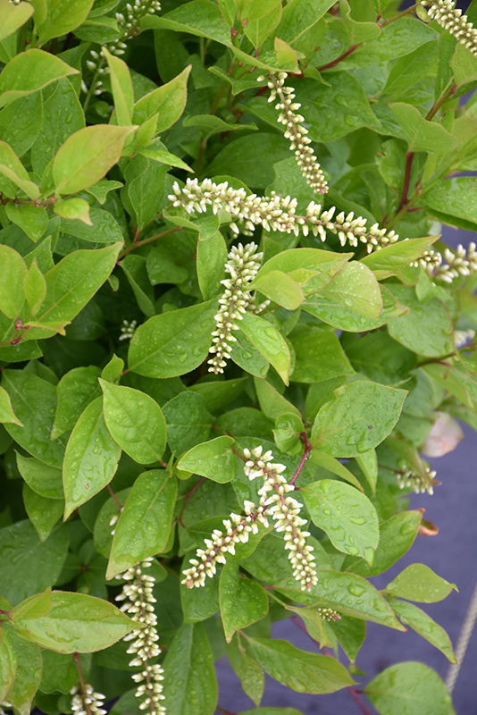 ITEA, SHORT & SWEET VIRGINIA SWEETSPIRE 1.5 GALLON
