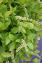 ITEA, SHORT & SWEET VIRGINIA SWEET SPIRE 3 GALLON