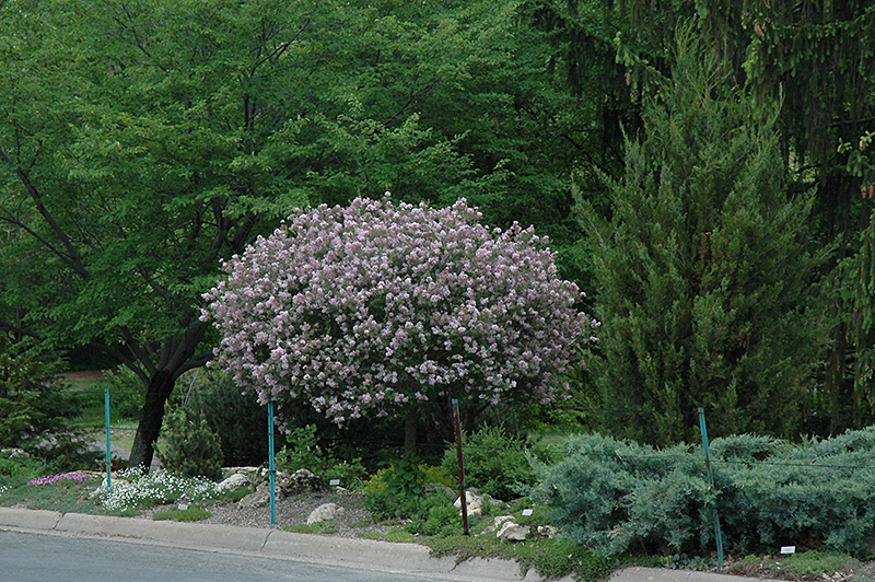 DWARF KOREAN LILAC 5 GALLON TREE