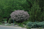DWARF KOREAN LILAC 5 GALLON TREE