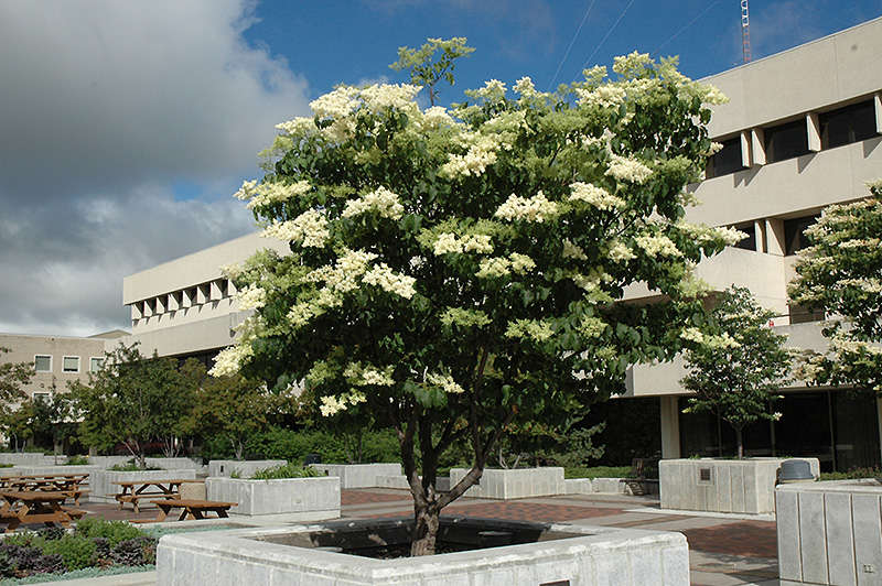 IVORY SILK LILAC 5 GALLON TREE