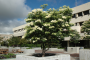 IVORY SILK LILAC 5 GALLON TREE