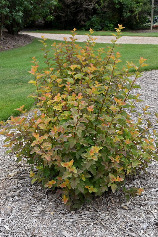 AMBER JUBILEE NINEBARK 3 GALLON