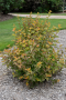 AMBER JUBILEE NINEBARK 3 GALLON