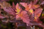 CENTER GLOW NINEBARK 3 GALLON