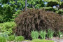 SUMMER WINE NINEBARK 5 GALLON