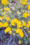 POTENTILLA, GOLDFINGER 5 GALLON
