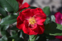 TOP GUN SHRUB ROSE 3 GALLON