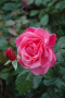 GRANDMAS BLESSING ROSE