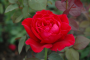 MISTER LINCOLN ROSE