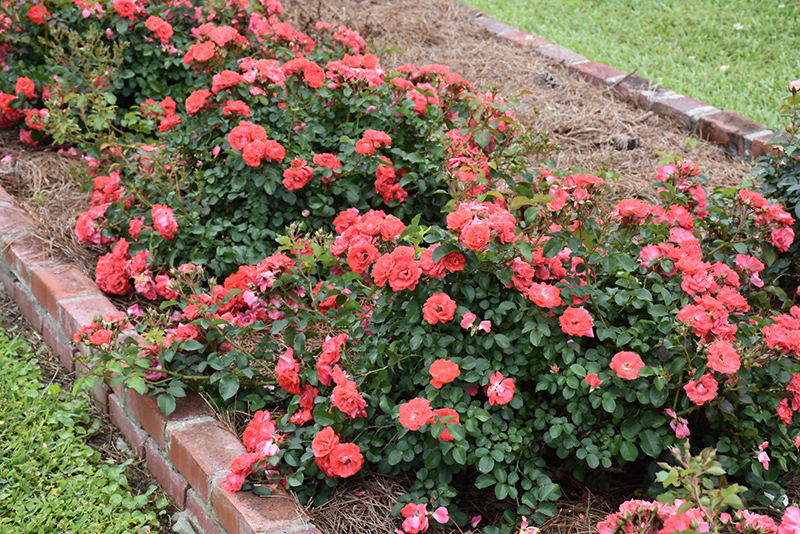 CORAL DRIFT ROSE 2 GALLON