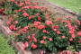 CORAL DRIFT ROSE 2 GALLON