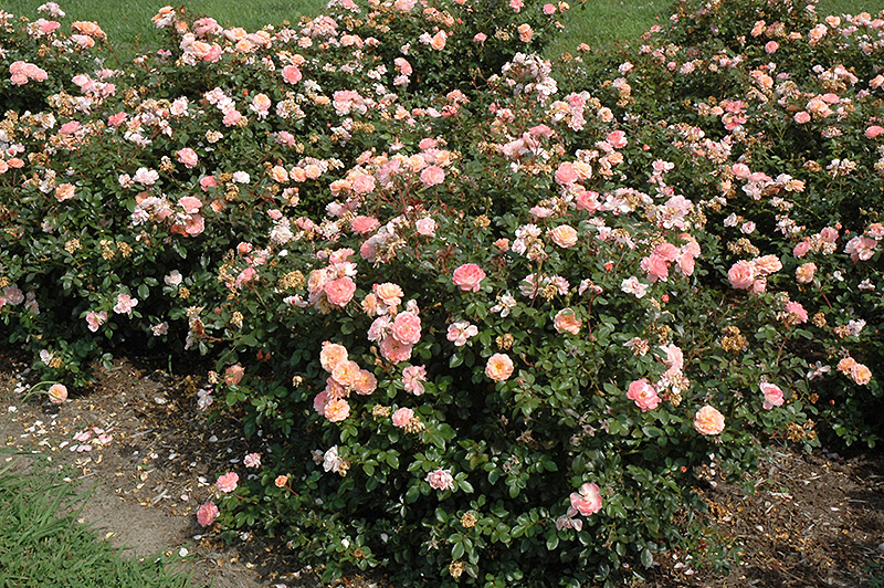 APRICOT DRIFT ROSE 2 GALLON
