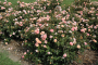 APRICOT DRIFT ROSE 2 GALLON