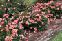 PEACH DRIFT ROSE 1 GALLON