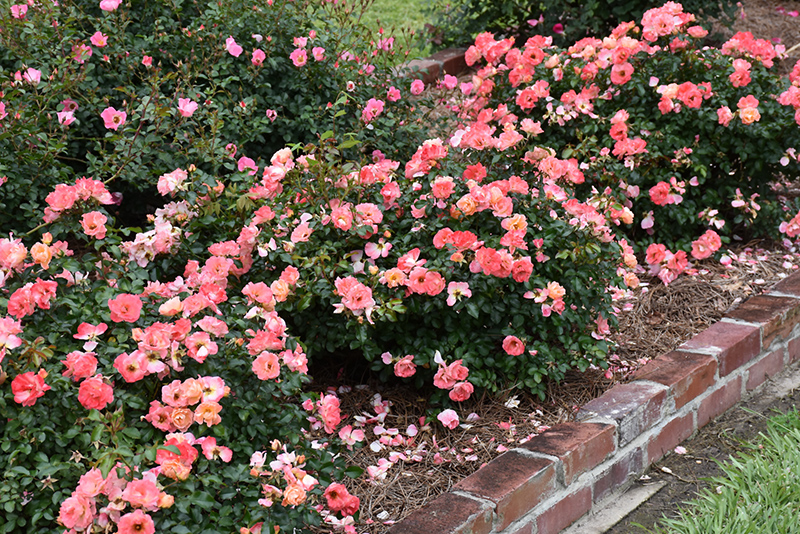 PEACH DRIFT ROSE 2 GALLON