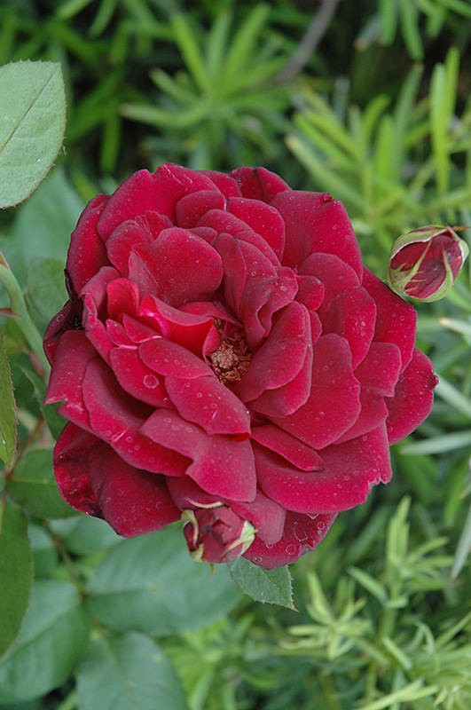 OKLAHOMA ROSE