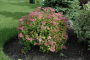 GOLD FLAME SPIREA 2 GALLON