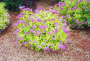 GOLD MOUND SPIREA 3 GALLON