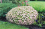 LITTLE PRINCESS SPIREA 2 GALLON