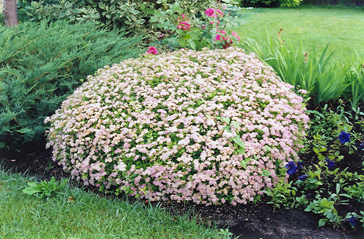 LITTLE PRINCESS SPIREA 3 GALLON