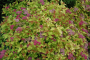 MAGIC CARPET SPIREA 2 GALLON