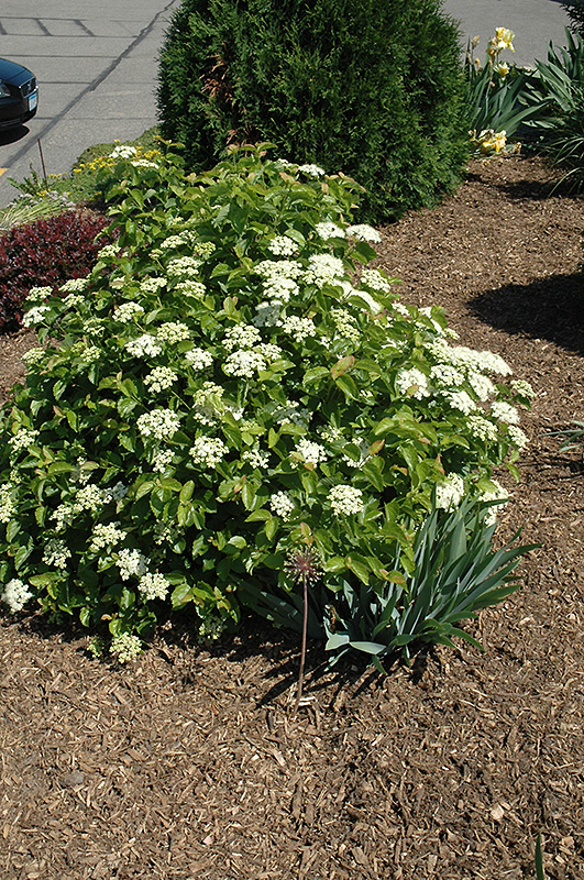 BLUE MUFFIN VIBURNUM 3 GALLON