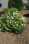 BLUE MUFFIN VIBURNUM 5 GALLON