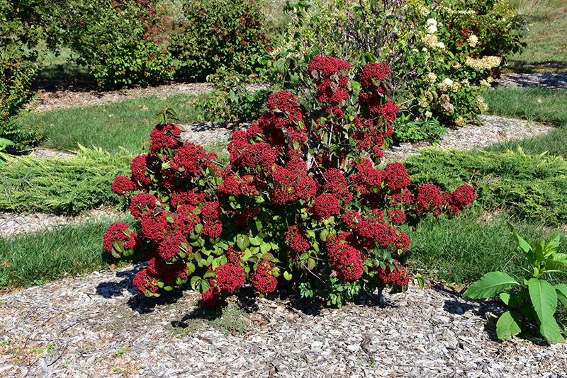 CARDINAL CANDY VIBURNUM 3 GALLON